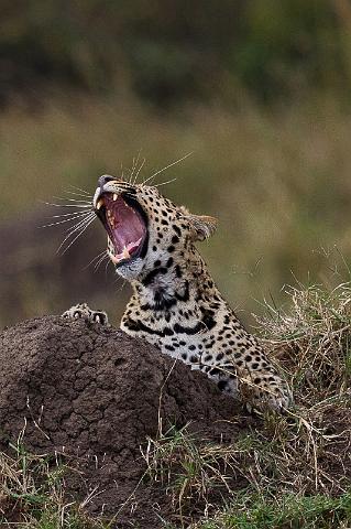 042 Kenia, Masai Mara, luipaard.jpg